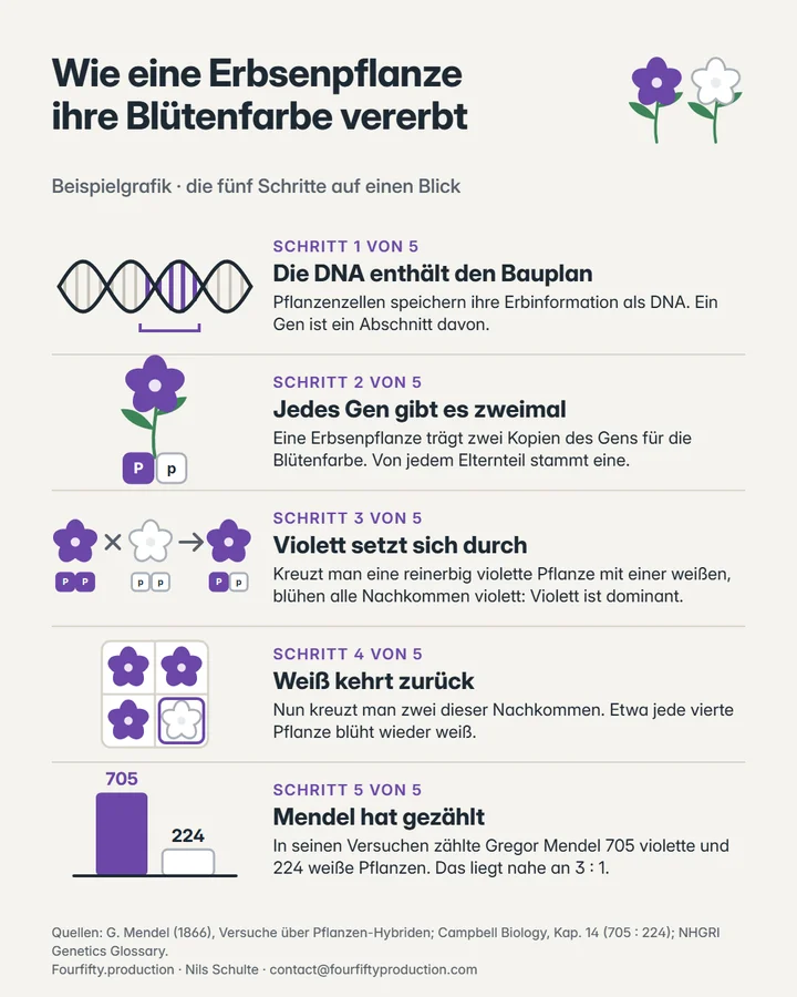 Download-Grafik zur Arbeitsprobe: die fünf Schritte der Vererbung auf einer Seite